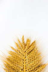 spikes of wheat  on a white background.  Top view.