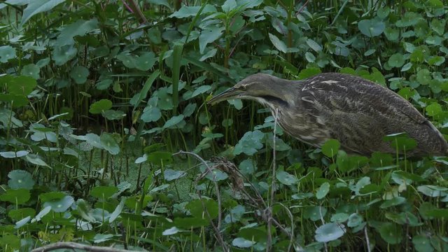 American Bittern feeds in Florida wetlands