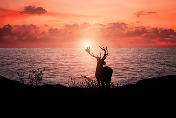 silhouette di un giovane cervo sulla costa al tramonto