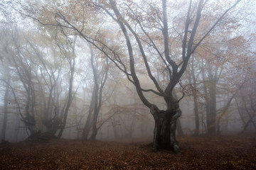Crimea forest