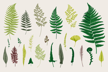 Set Ferns. Vintage vector botanical illustration. Colorful © OlgaKorneeva