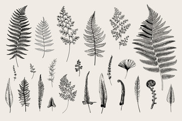 Set Ferns. Vintage vector botanical illustration. Black and white - obrazy, fototapety, plakaty
