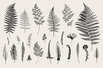 Fotobehang Set Ferns. Vintage vector botanical illustration. Black and white © OlgaKorneeva