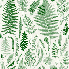 Seamless pattern. Ferns. Vintage vector botanical illustration. Green - obrazy, fototapety, plakaty