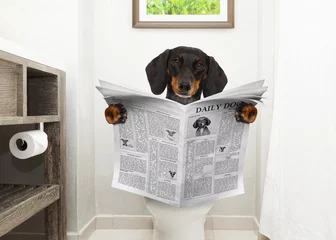 Selbstklebende Fototapete Lustiger Hund dog on toilet seat reading newspaper