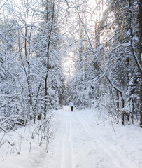 Skier in the winter forest.