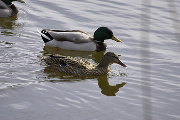 mallard in a lake