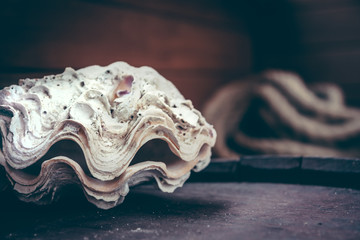 Sea shell tridacna on old wooden surface as vintage nautical background in retro style 