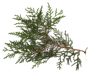 conifer tree branches set isolated on white