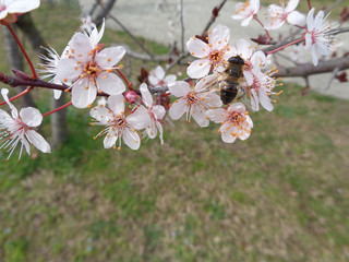 Пчела на ветке цветущего дерева