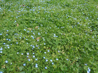 Первые весенние цветы среди листев клевера и зеленой травы