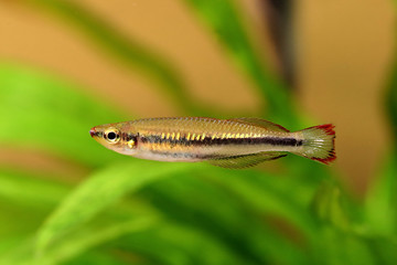 Madagascar rainbowfish Bedotia madagascariensis Madagascan Aquarium Fish 