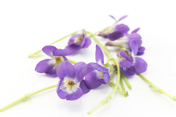 Violets, Viola Odorata