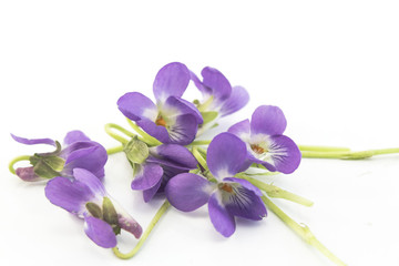 Violets, Viola Odorata