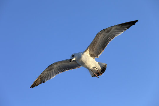 Flying seagull at blue clear sky
