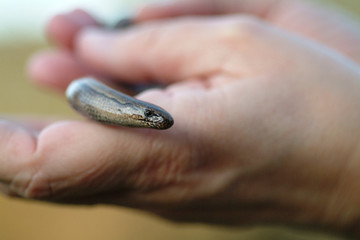 Fototapeta premium blindworm