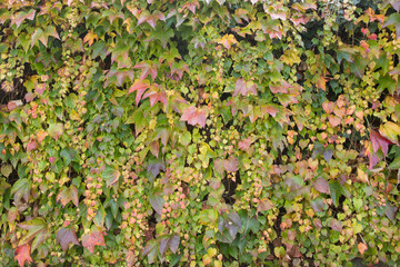 Bunte Blätterwand im Herbst