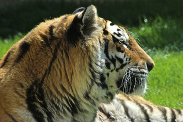 sibirischer Tiger liegt im Gras 