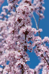 Rami di alberi fioriti popolati da api