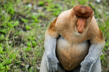 Naklejka premium Male Proboscis monkey sitting on the ground, Borneo