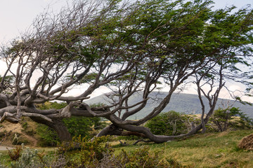 Tree deformed by the wind in Tierra del Fuego
