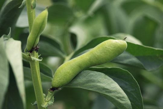 Fava Bean
