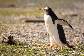 Portrait to Papua penguin on the gravel on the seashore