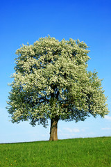 Fototapeta na wymiar blühender Baum auf grüner Wiese