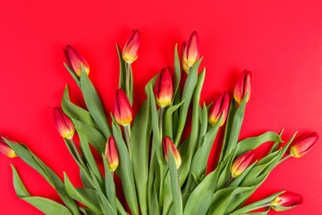 Fototapeta premium Flower bouquet of tulips on red background with copy space for text. Top view