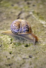 snail