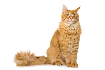Mürrische Katze