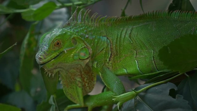 Close up green Iguana eating a leaf
