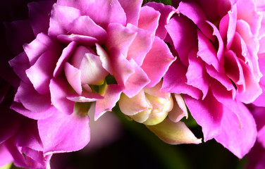 Naklejka premium Pink flowers closeup isolated on black background.
