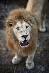 Fototapeta na wymiar Beautiful White Lion. Caesar in the savanna. scorched grass
