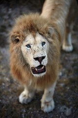 Beautiful White Lion. Caesar in the savanna. scorched grass