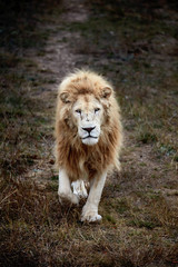 Beautiful White Lion. Caesar in the savanna. scorched grass