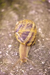 land snail