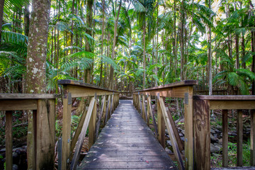 Obraz premium Rain forest