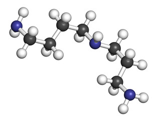 Spermidine molecule. 3D rendering. Atoms are represented as spheres with conventional color coding.