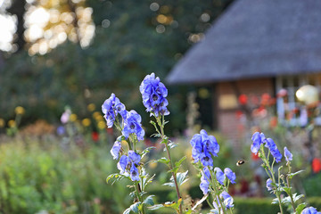 Rittersporn vor Bauernhof mit Strohdach
