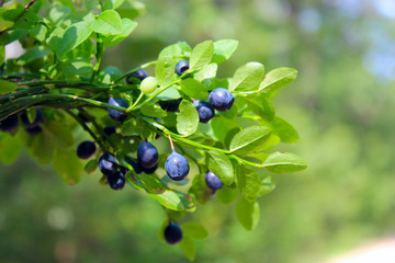 branches with bilberry in the forest