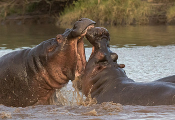 Fighting hippos