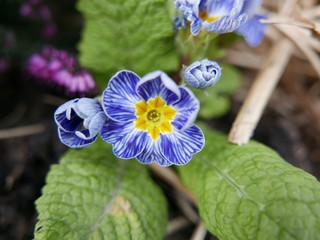 Primev&egrave;re bleue