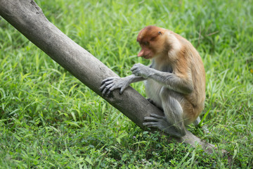 Female proboscis monkey sitting on tree branch eating, Borneo
