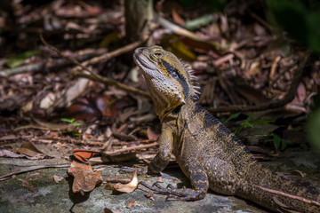 Lizard