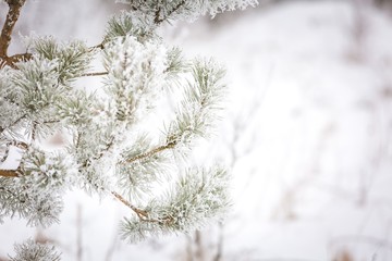 Pine tree branch with winter white rime