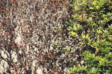 Bare branches and green leaves of Rubiaceae for opposites concept, yin yang, contrasts background.
