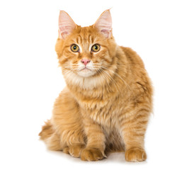 Sitzende Maine Coon Katze
