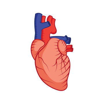 Colored human heart illustration