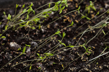 Young shoots.  Grass.